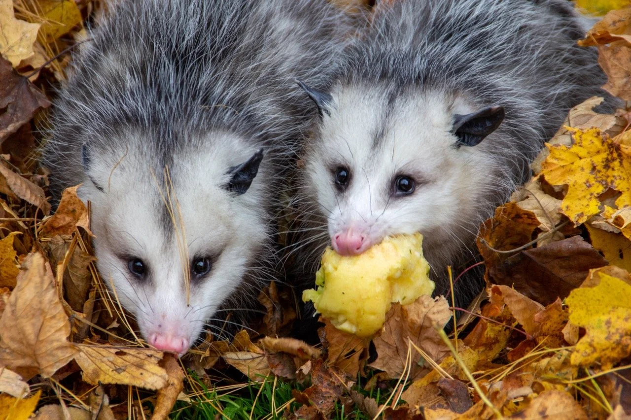 Help Name the New Opossums! — Cayuga Nature Center