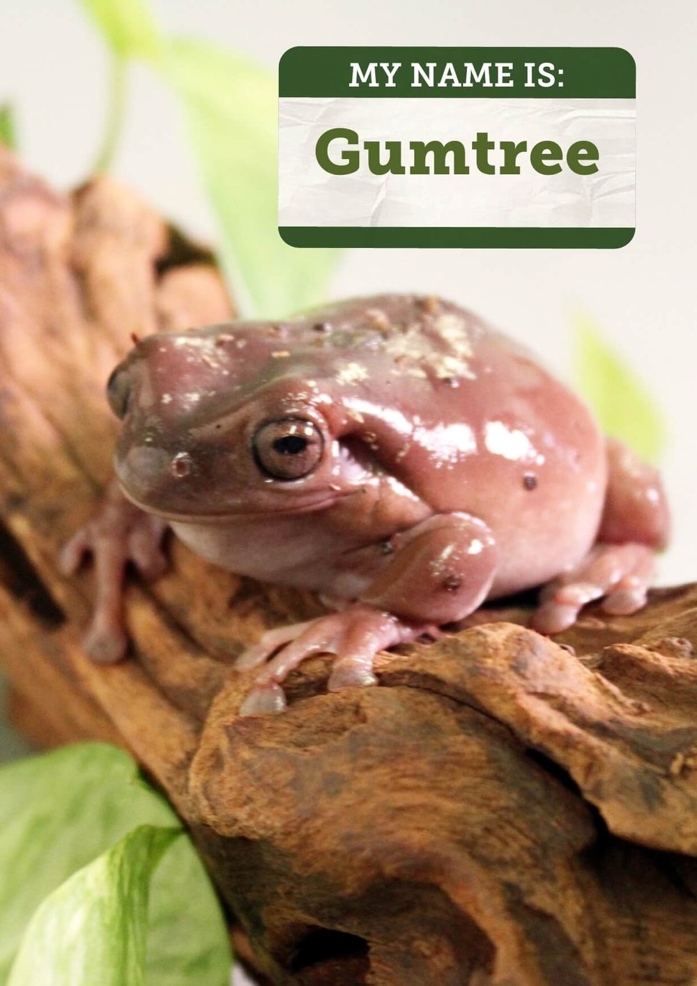 White's Tree Frog — Cayuga Nature Center