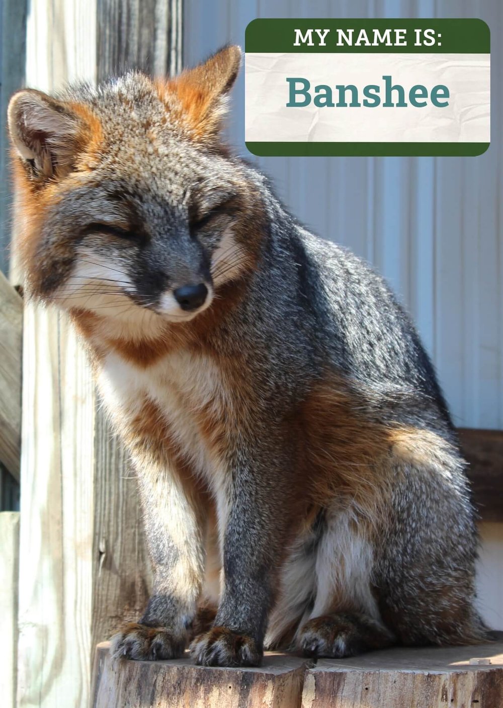 Grey Fox — Cayuga Nature Center