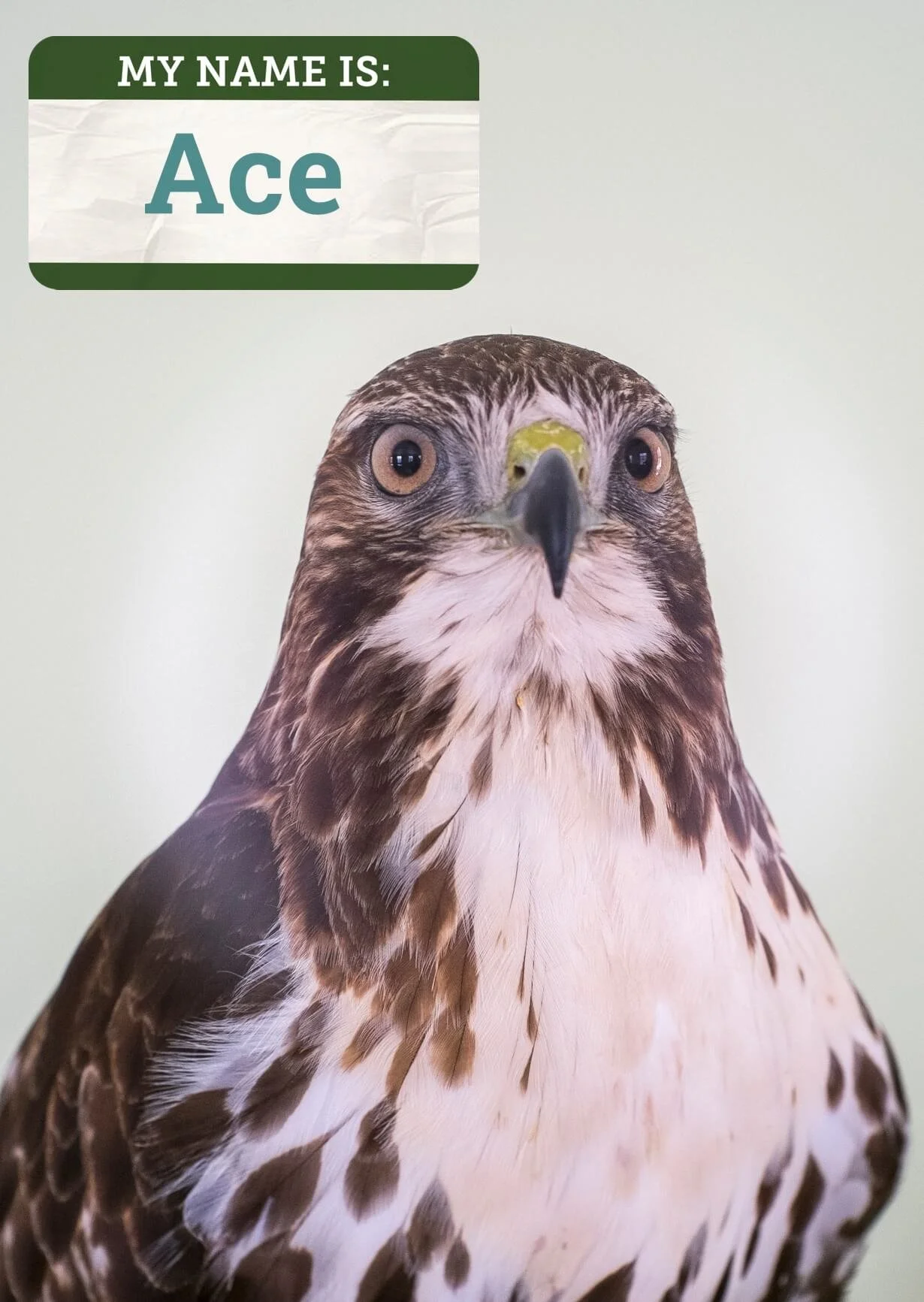 Red Tailed Hawk Face