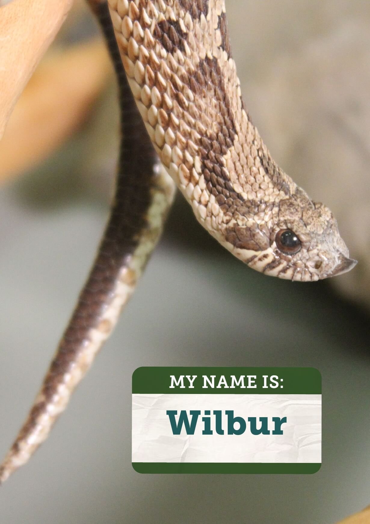 Hognose snake playing dead. Hognose snakes do this to make