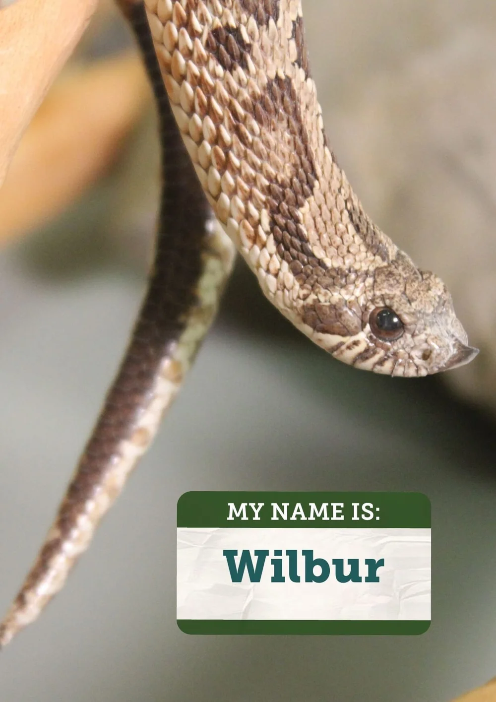 Western Hognose Snake Cayuga Nature Center