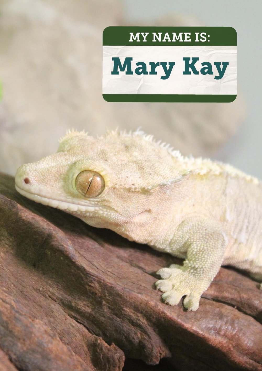 Crested Gecko — Cayuga Nature Center