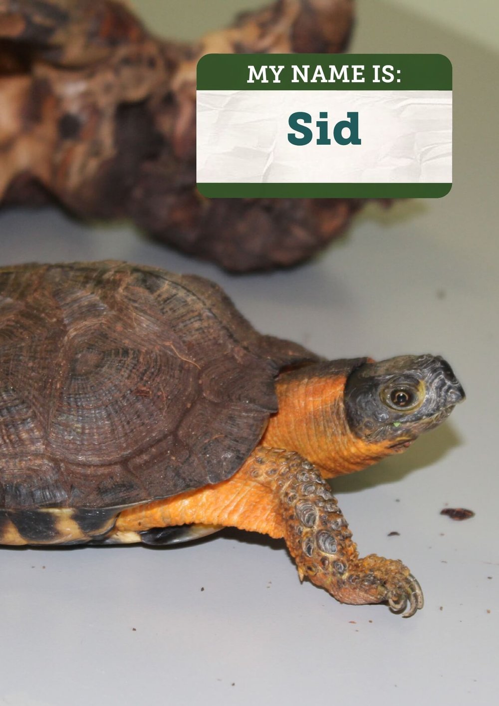North American Wood Turtle — Cayuga Nature Center North American Wood Turtle — Cayuga Nature Center