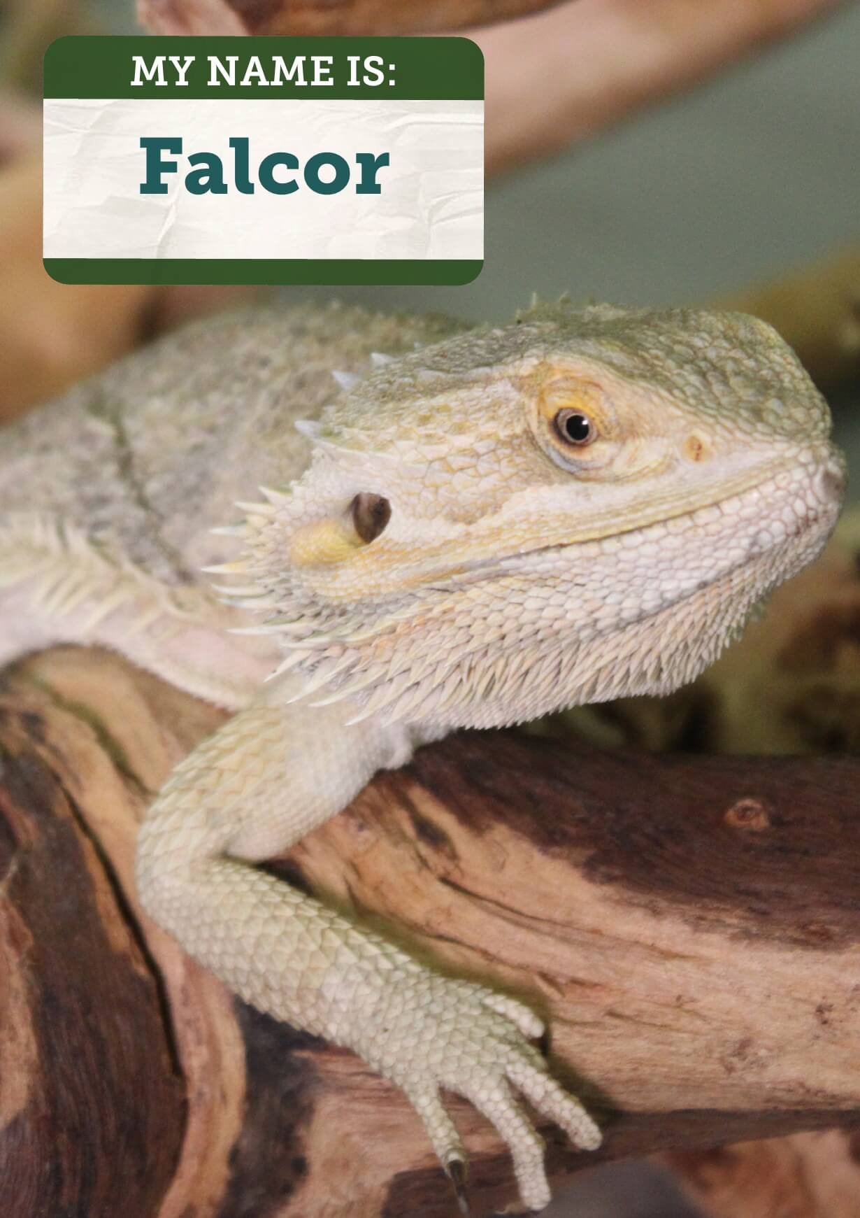 Central Bearded Dragon - The Australian Museum