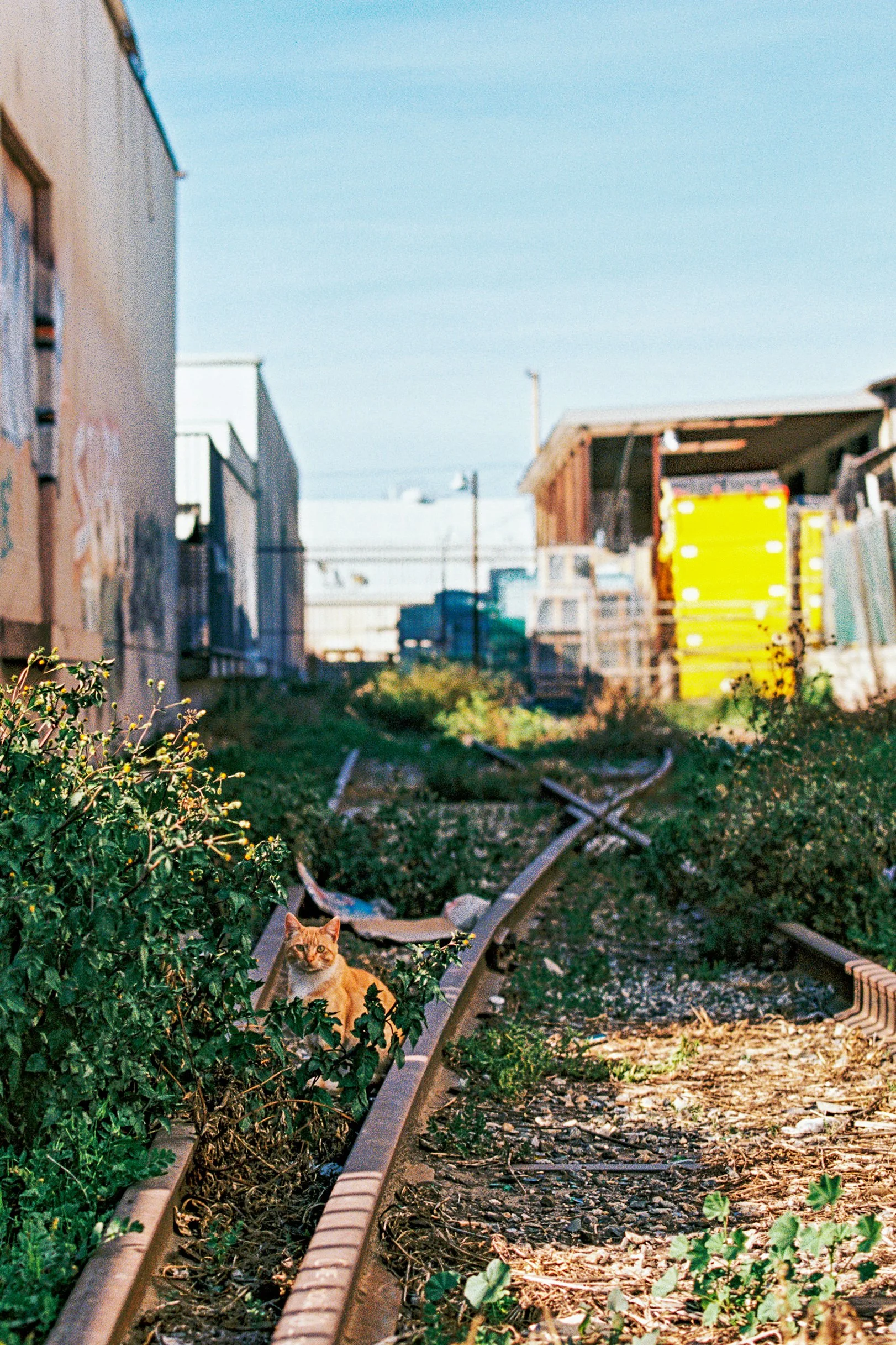 Railroad Cat.jpg