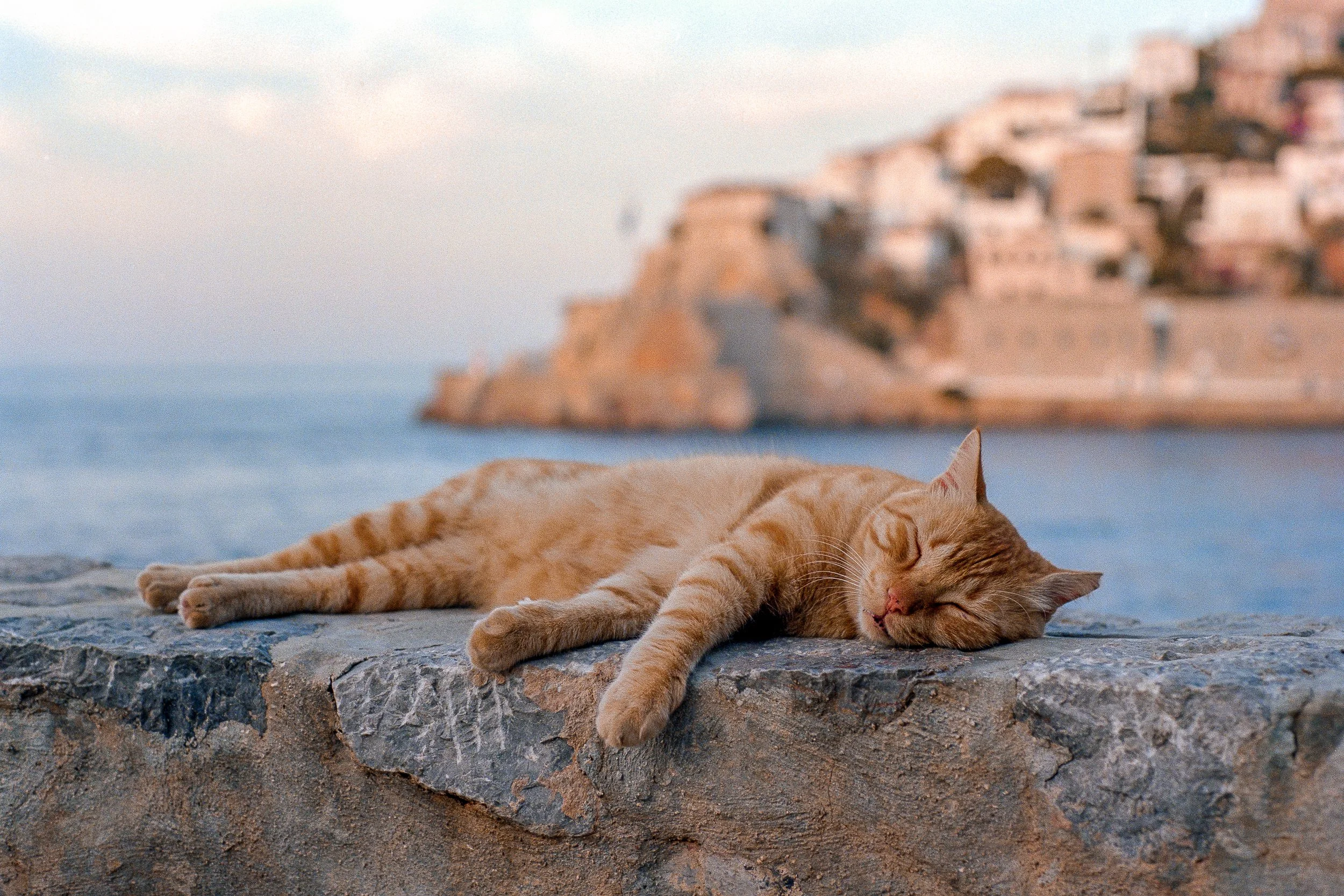 Sleepy Kitty (Website).jpg