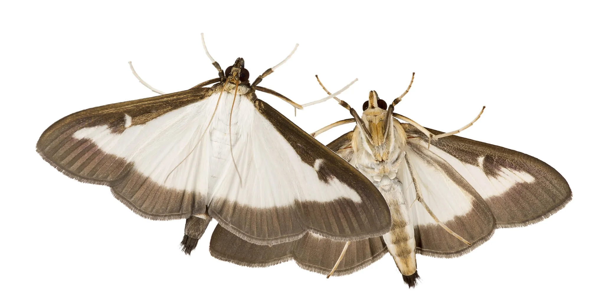 Photo of Box Tree Moths (Cydalima perspectalis)