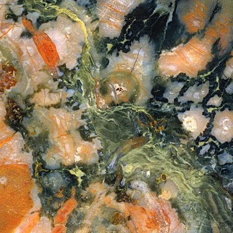 Coprolite cross-section