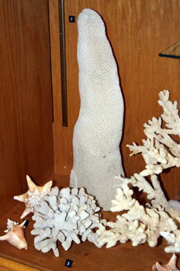 Pillar Coral