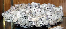 Eastern Oysters
