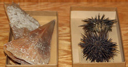 Amber Pen Shells and Rock Boring Urchins