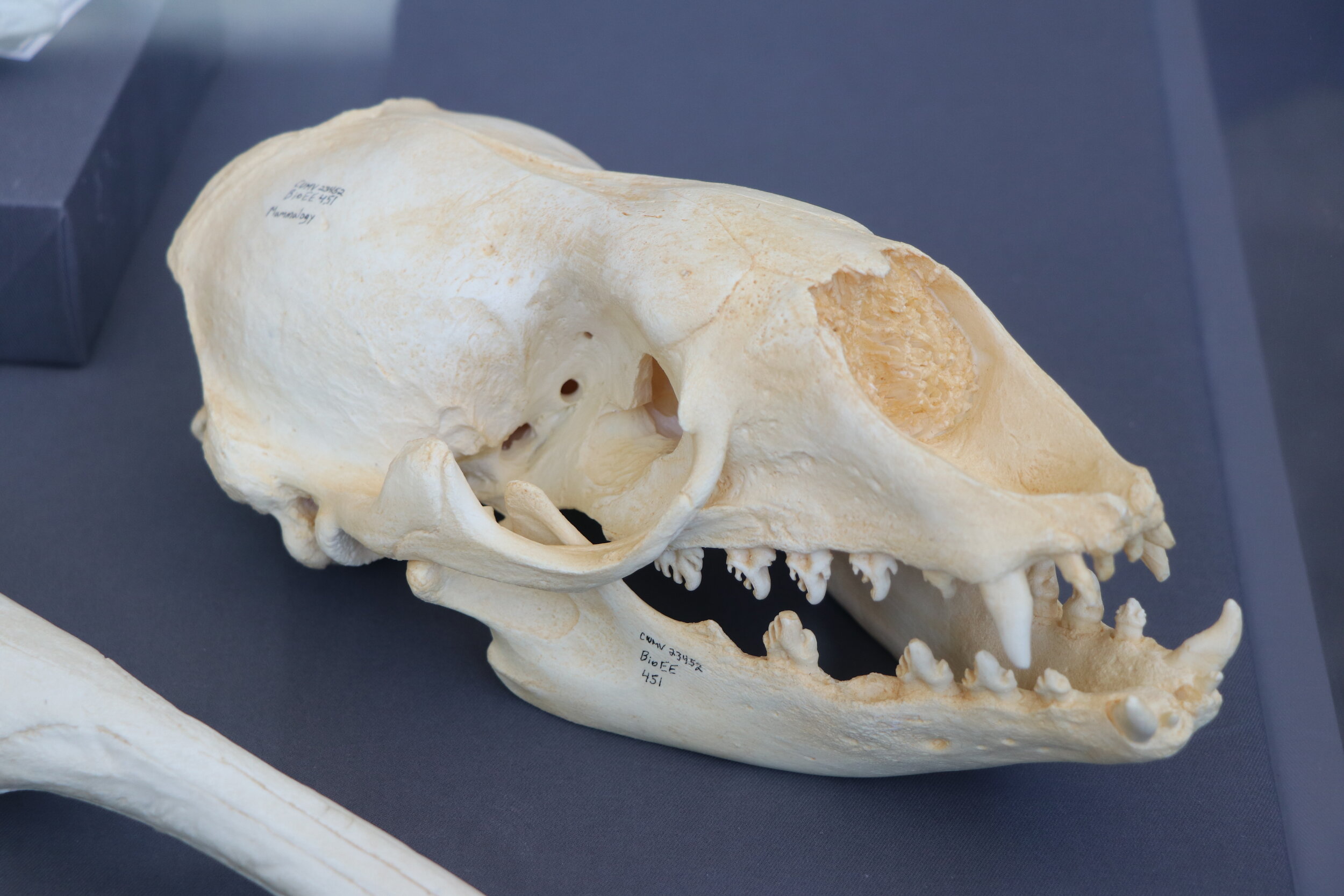 Secrets of the Skull: From Titanoboa to Tuatara — Museum of the Earth
