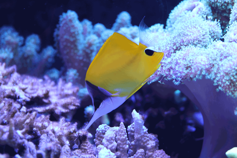 Coral Reef Aquaria