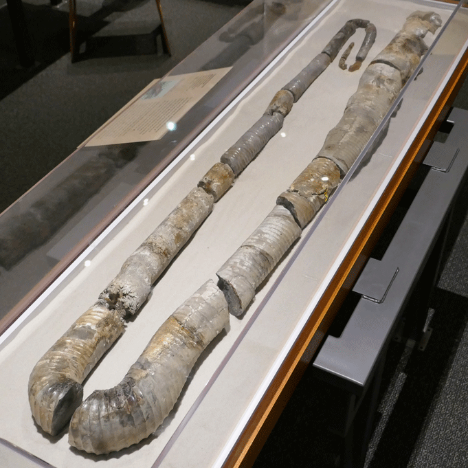 Giant Heteromorph Ammonite