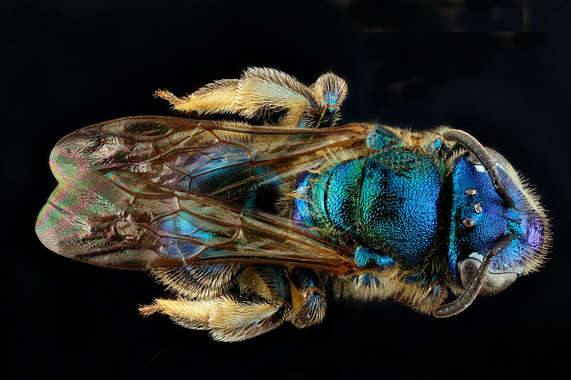 Augochloropsis anonyma, a member of the bee family Halictidae. Image by Sam Droege (USGS Patuxent Wildlife Research Center; public domain).
