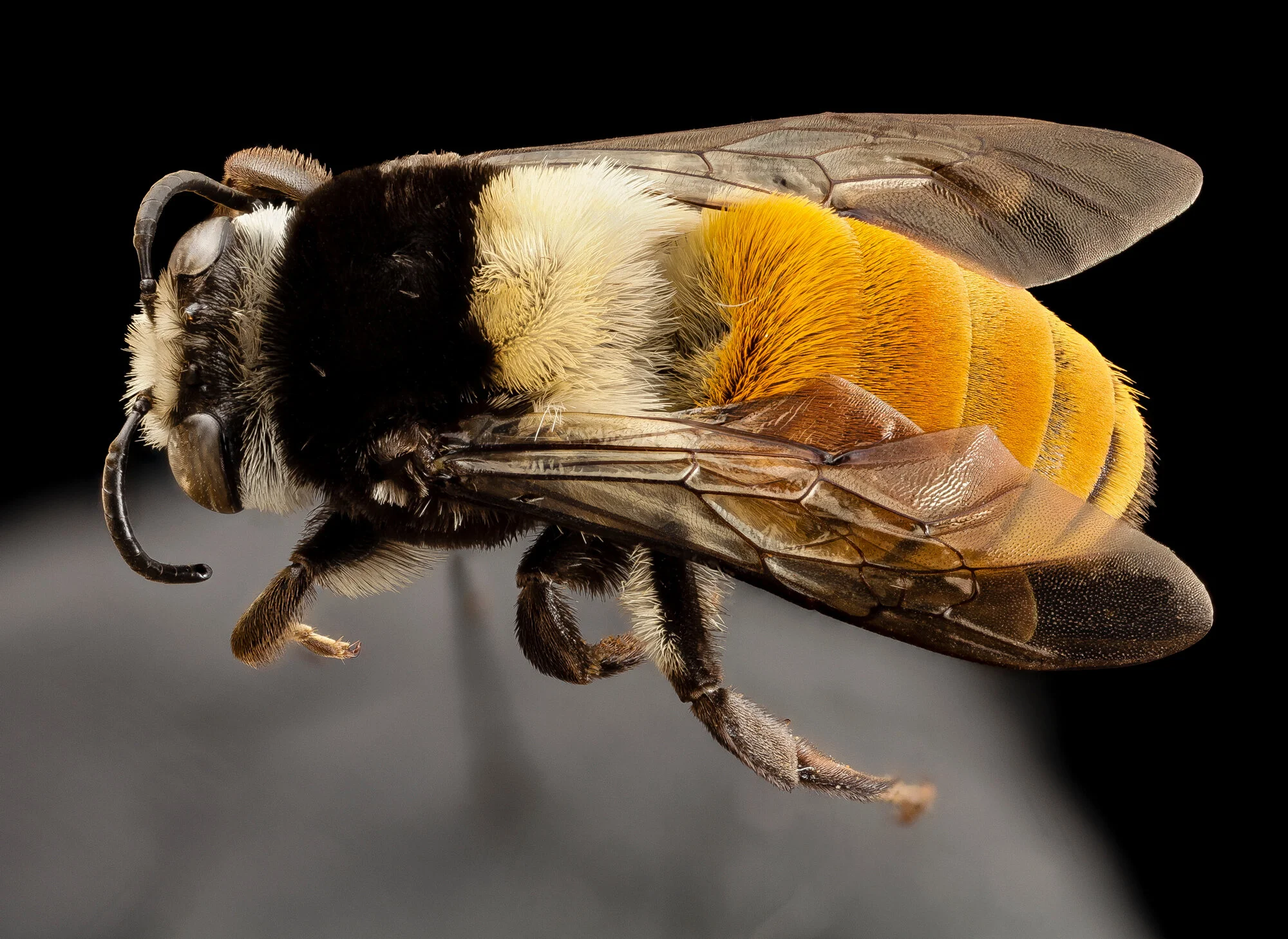 Caupolicana gaullei, a member of the bee family Colletidae. Image by Sam Droege (USGS Patuxent Wildlife Research Center; public domain).