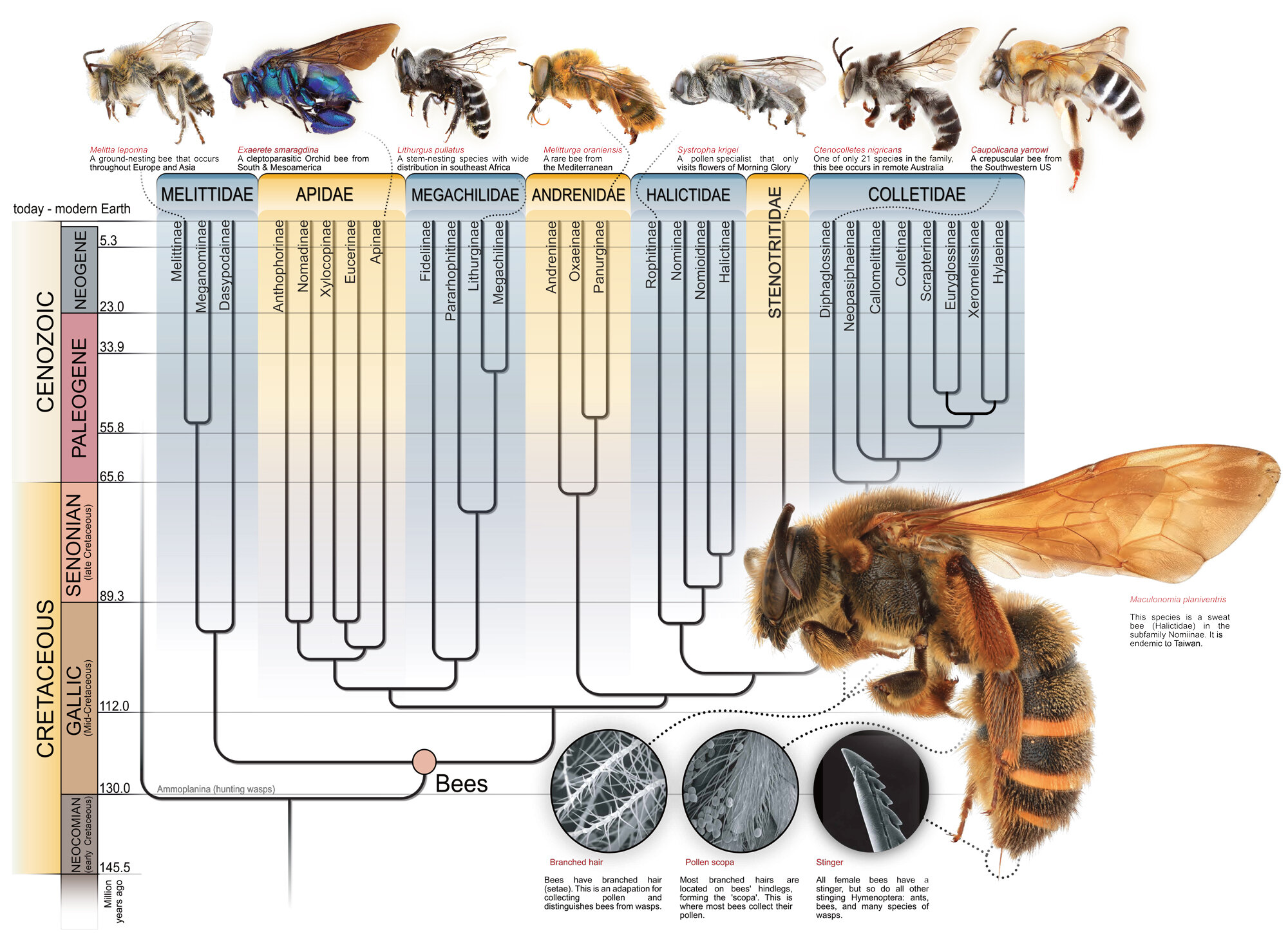 Evolution and Fossil Record of Bees — Museum of the Earth