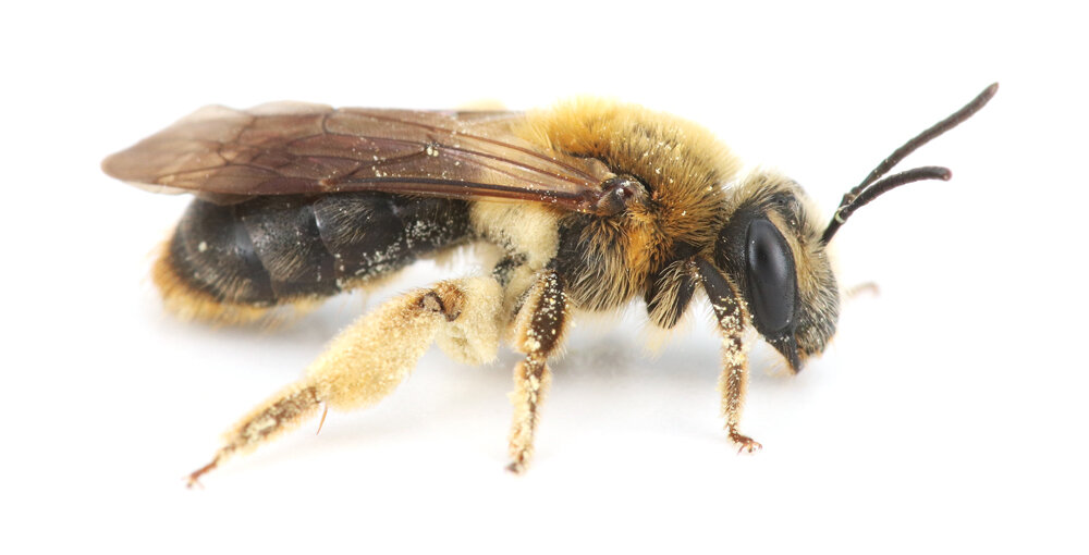 Threats to Bees — Museum of the Earth