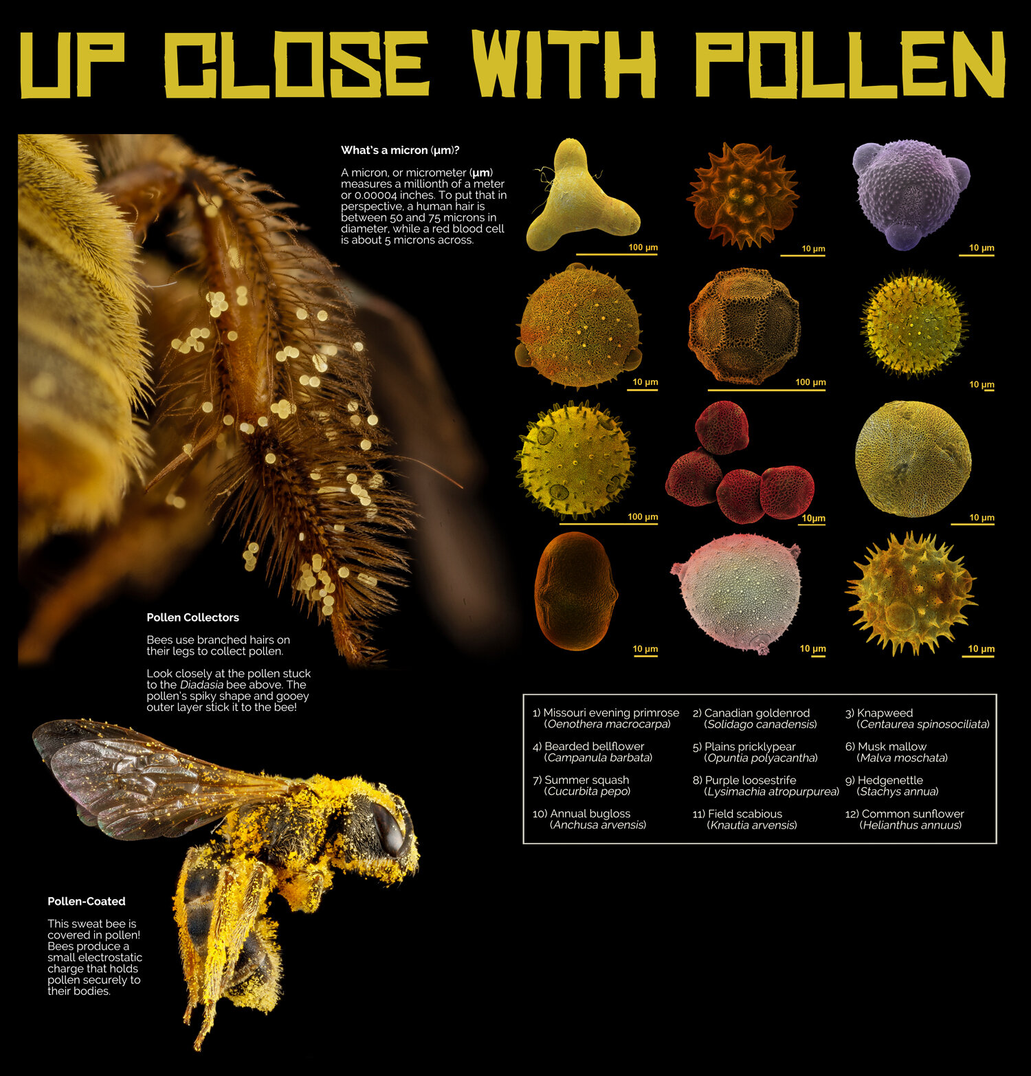 Pollen grain morphology is not exclusively responsible for pollen  collectability in bumble bees