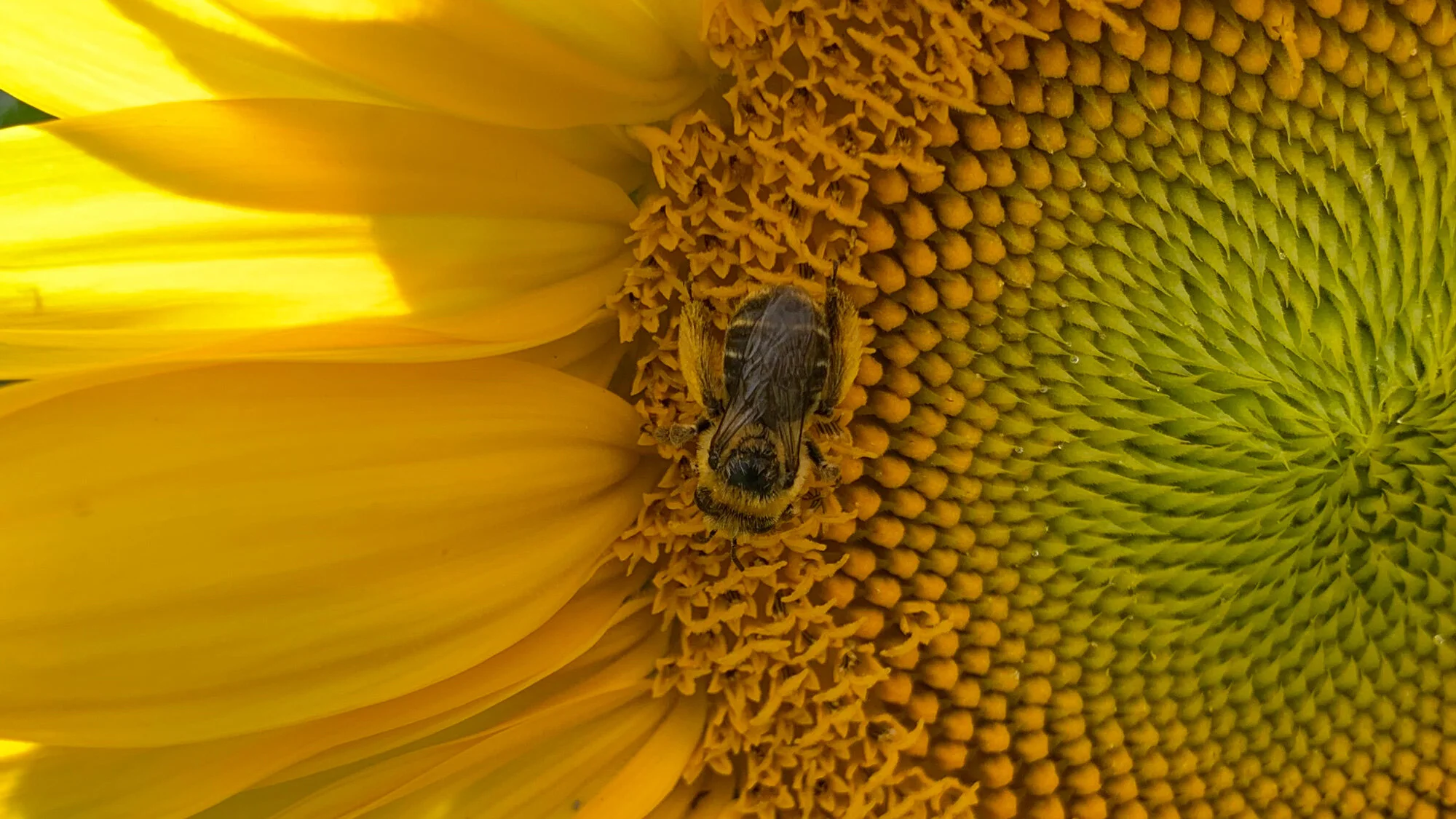 Why Insect Pollinated Flowers Have Sticky Pollen Grains Best Flower Site