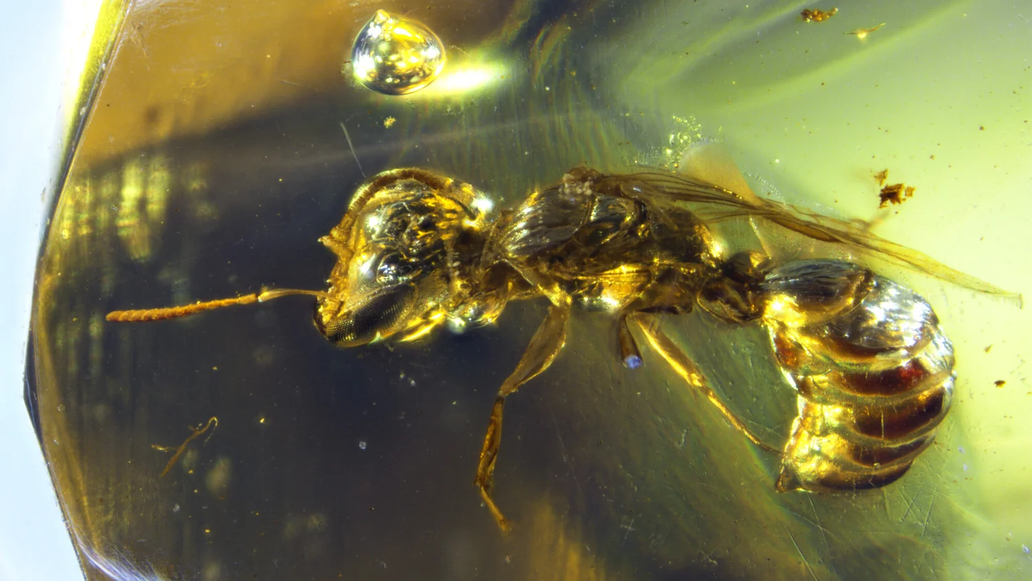 Evolution and Fossil Record of Bees — Museum of the Earth
