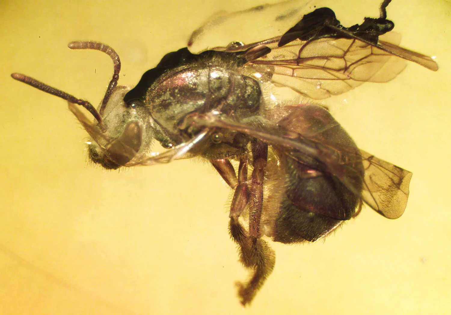 Oligochlora eickworti, a halictid bee preserved in amber.