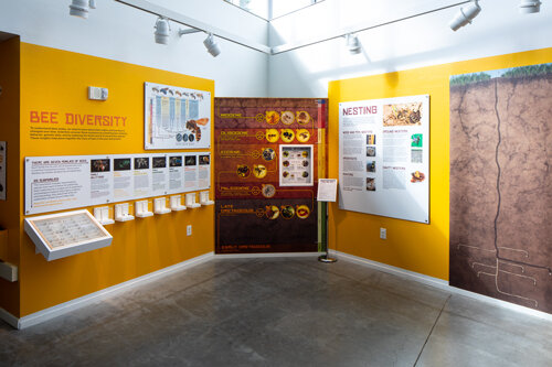 Bee Diversity — Museum of the Earth