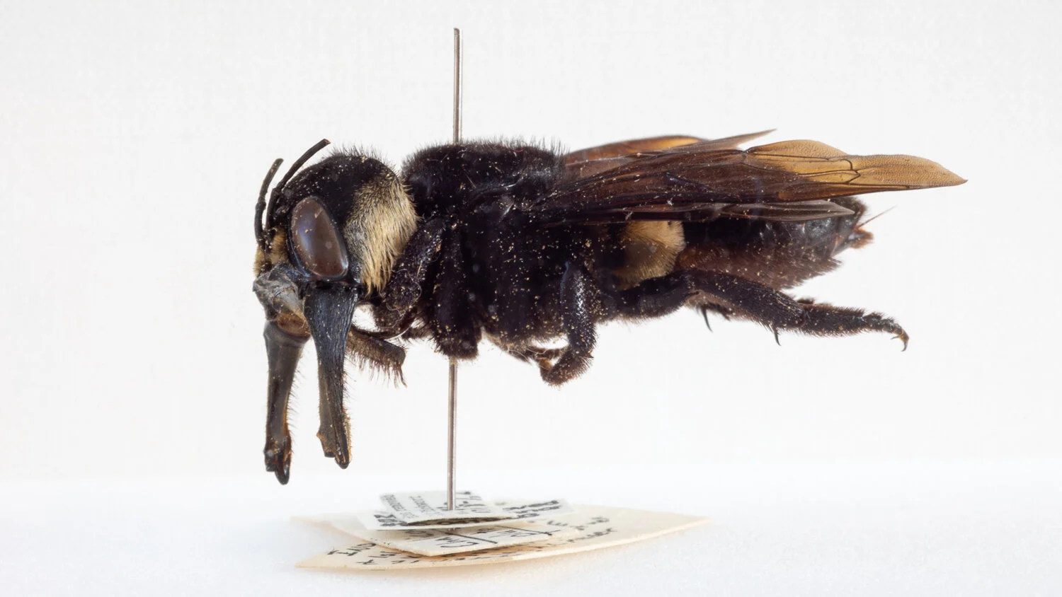 Exhibit-WallaceBee.jpg