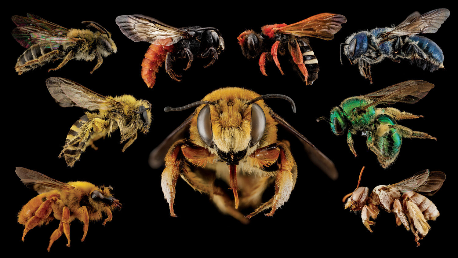 Bee Diversity — Museum of the Earth