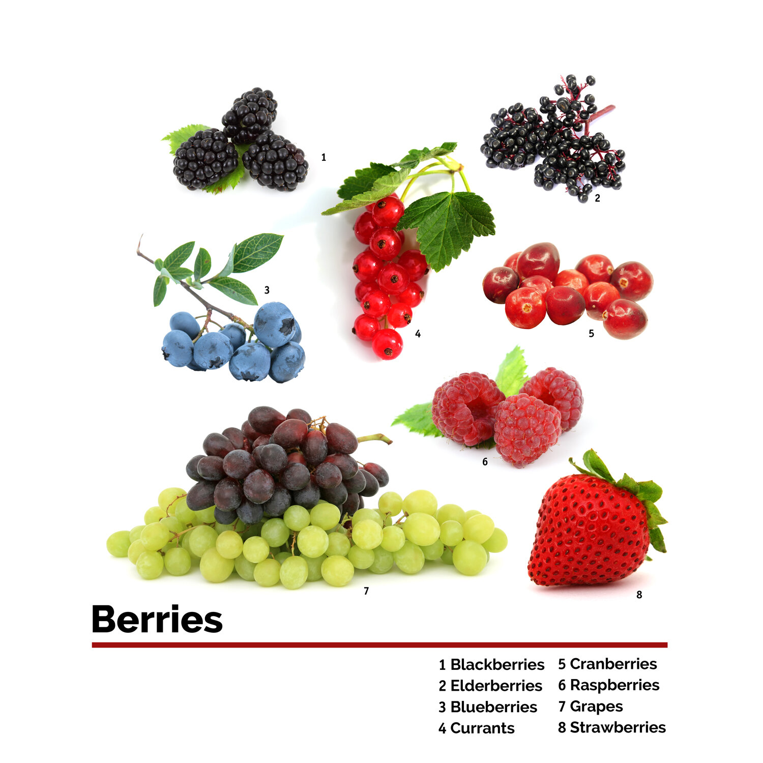 Bees-Agriculture-Berries.jpg