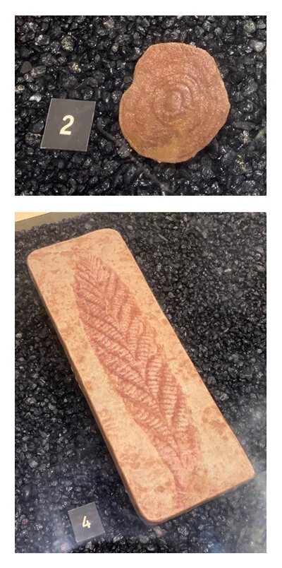 Ediacaran fossils. Top: The jellyfish Madigania annulata from the Ediacaran Period of Ediacara, South Australia (PRI 49848). Bottom: An artificial cast of the seapen Charnia masoni from the Ediacaran Period of Leicestershire, England (PRI 49767).