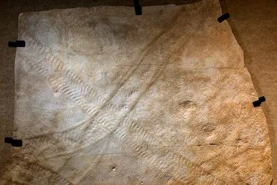 Mollusk (?) trackway, Climactichnites wilsoni, from the Late Cambrian of Blackberry Hill, Wisconsin (PRI 57023).