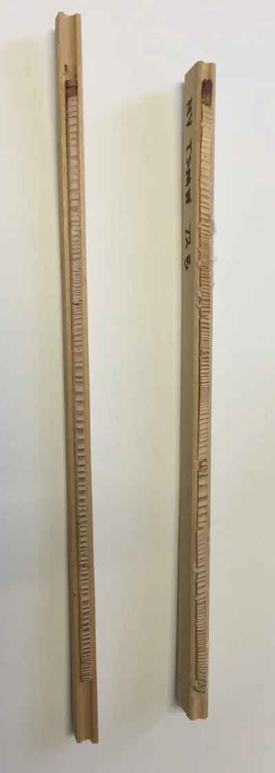 tree cores-cropped.jpg