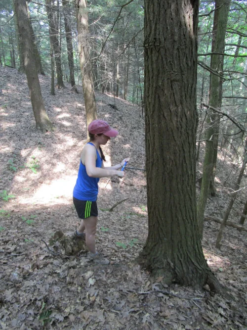 Researcher collecting tree core in Smith Woods. Photo: Carol Griggs