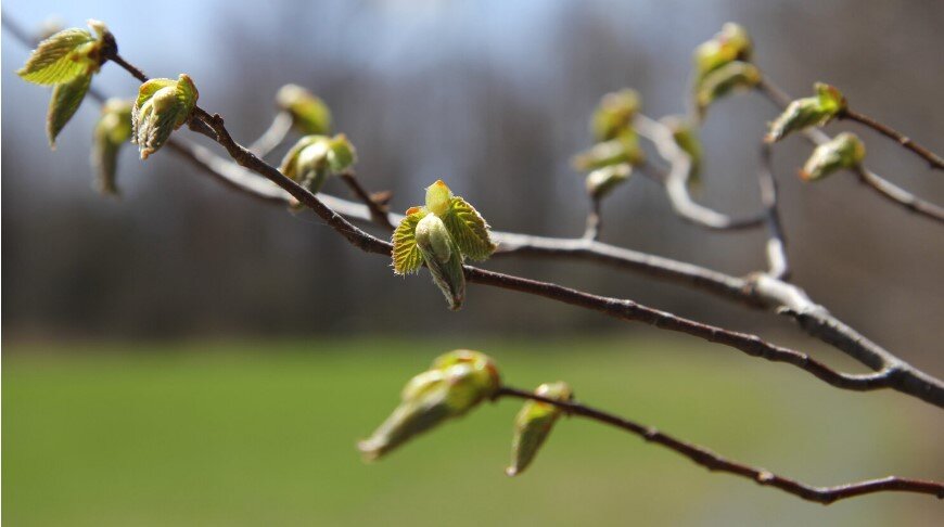 Blog Posts: My Phenology Diary
