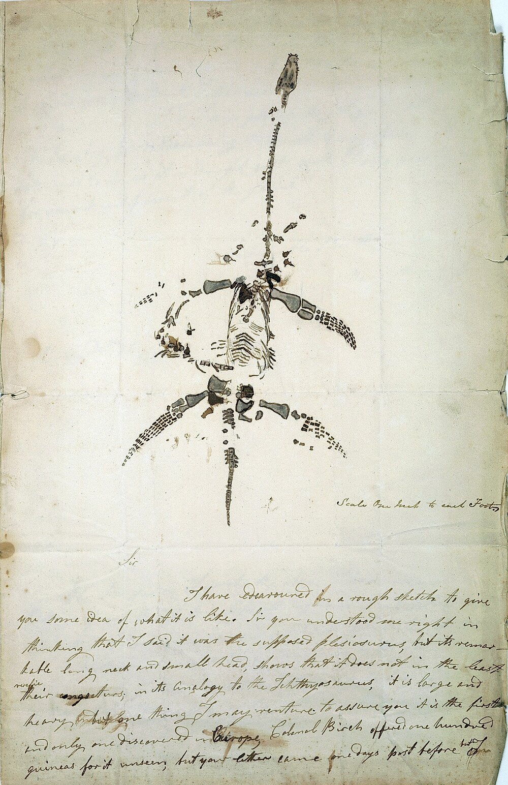 Plesiosaurus by Mary, 1823