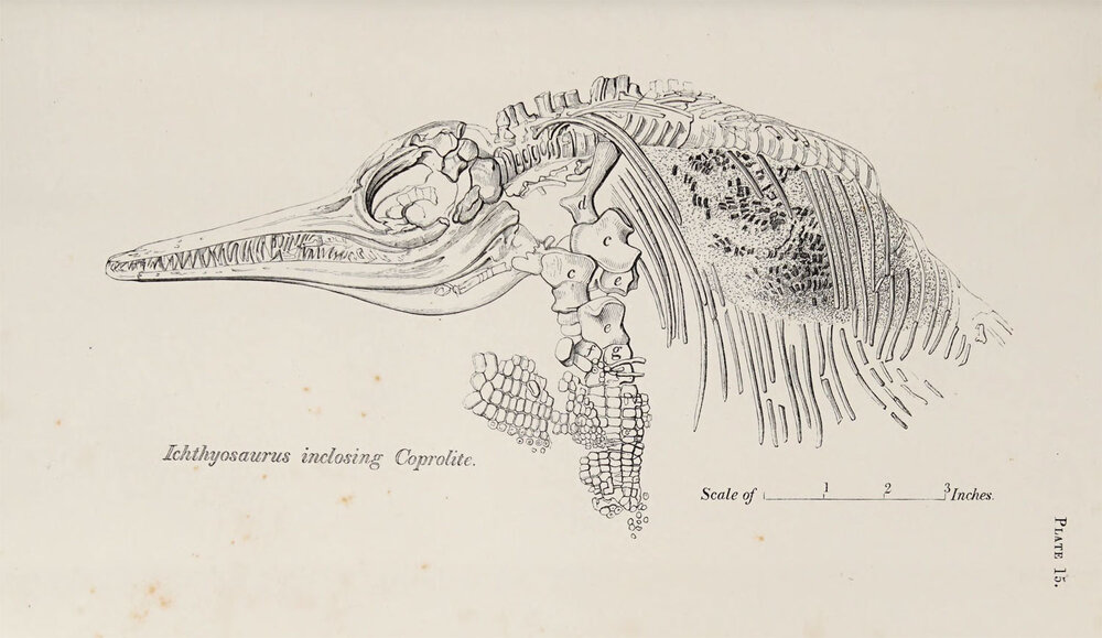 Ichthyosaurus anningae