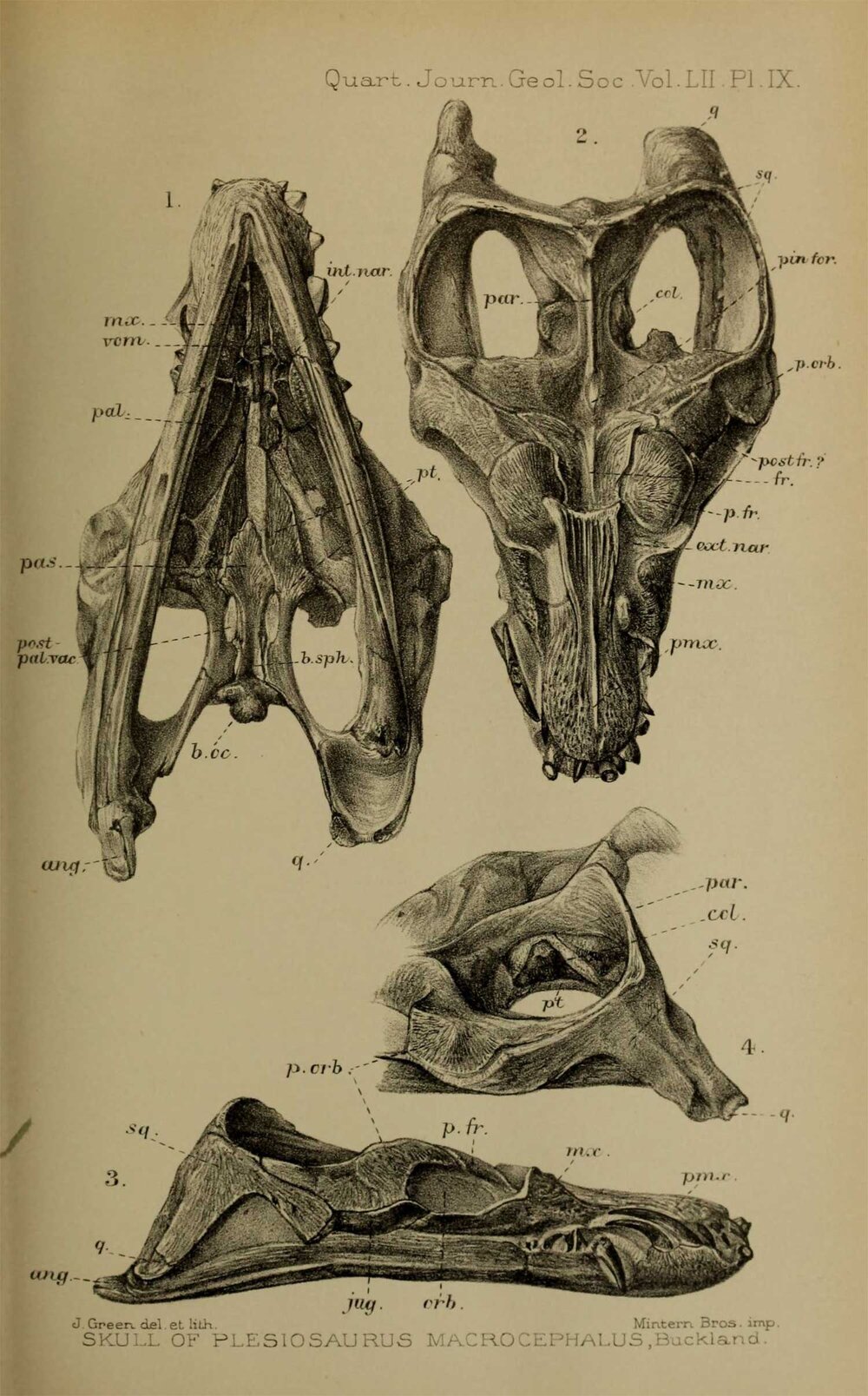 Anningasaura lymense