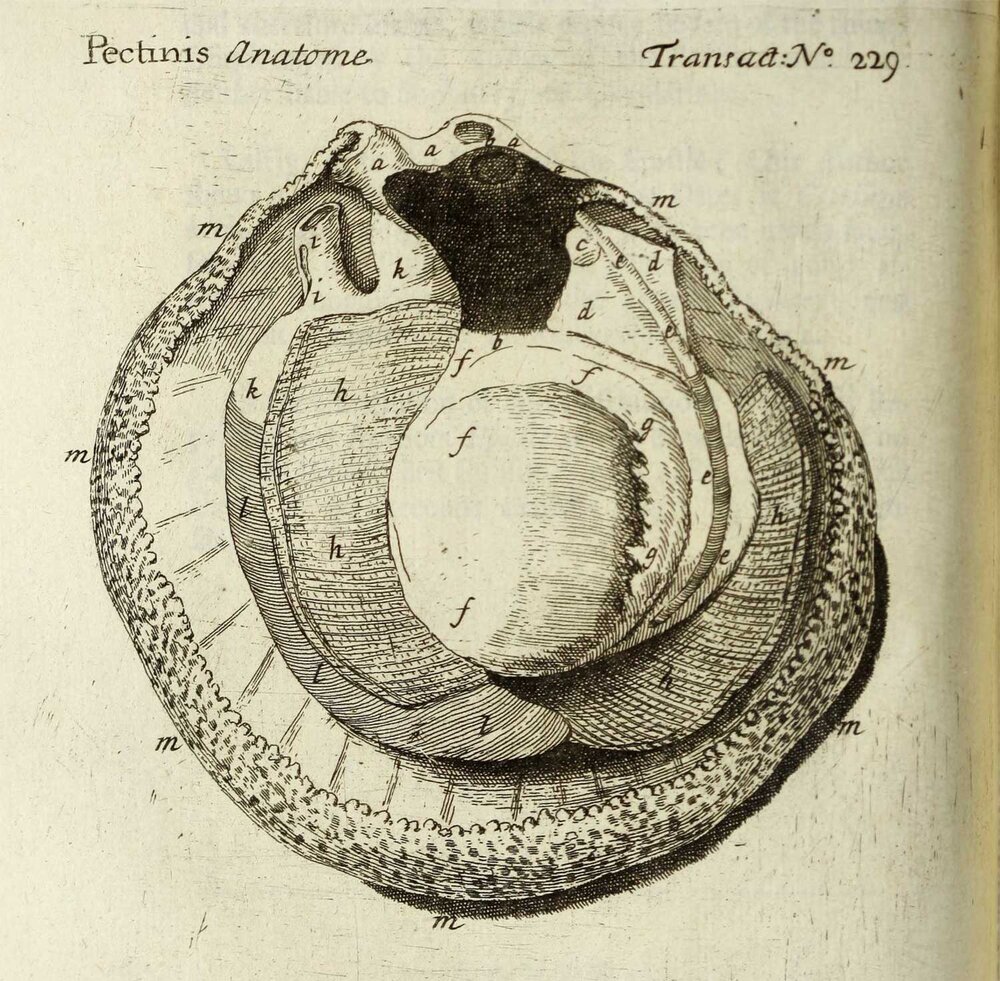 Anatomy of a scallop