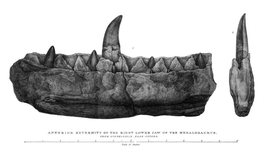 Megalosaurus, 1824