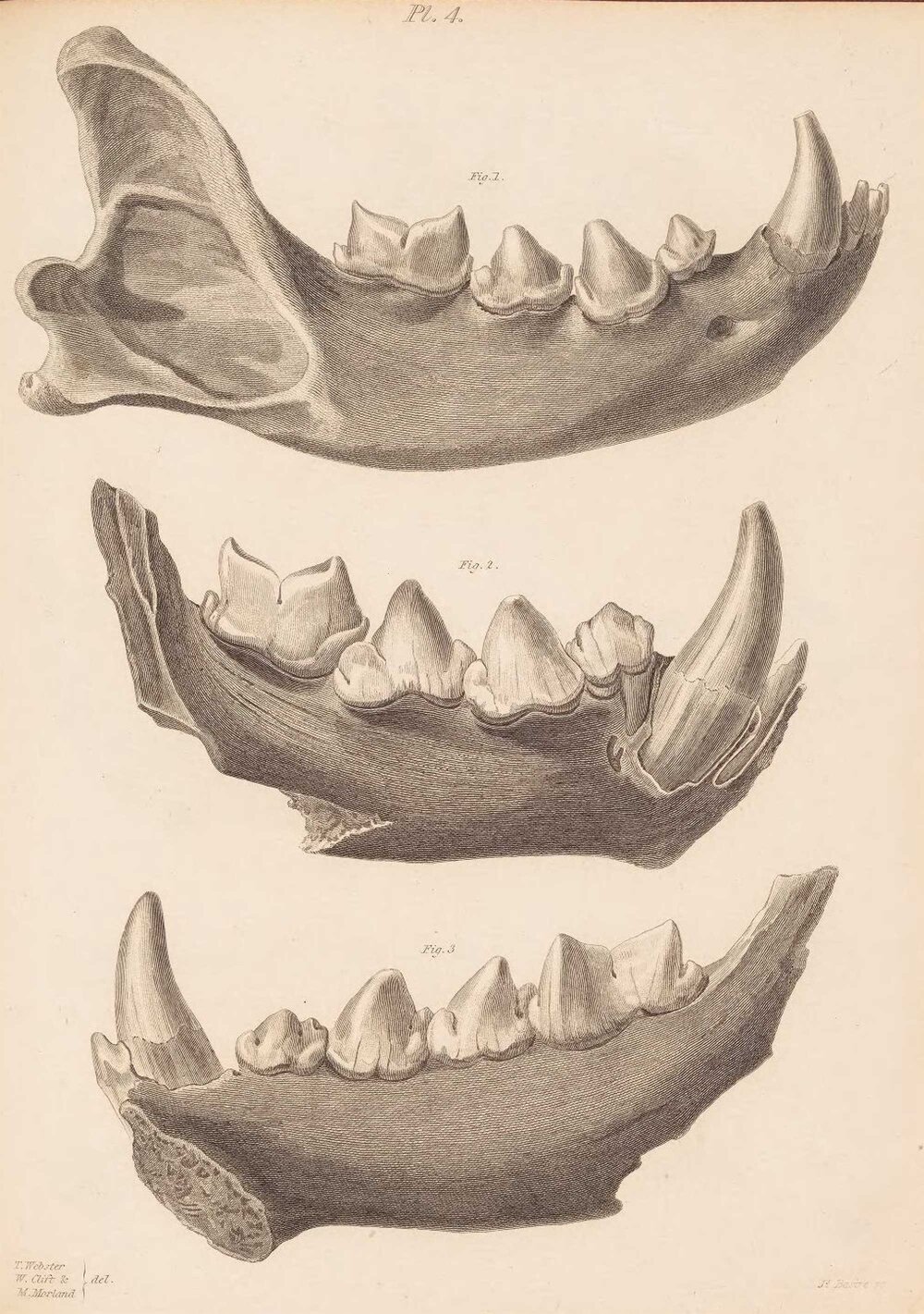 Hyena jaws, 1823