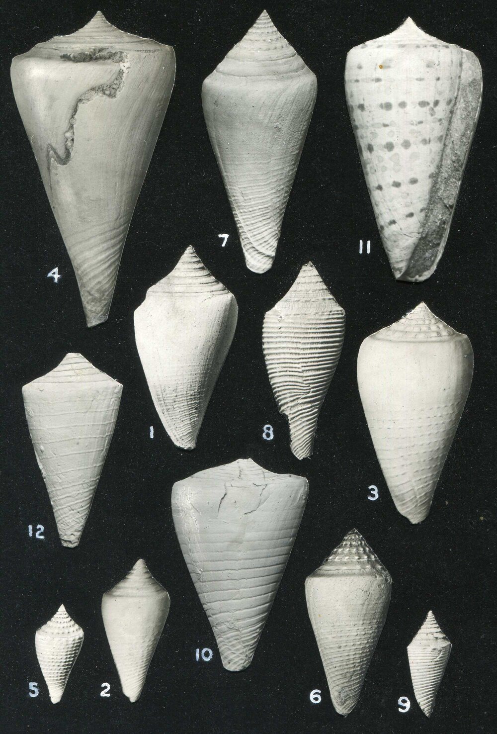 Plate 6 (cone snails) from Maury (1917)