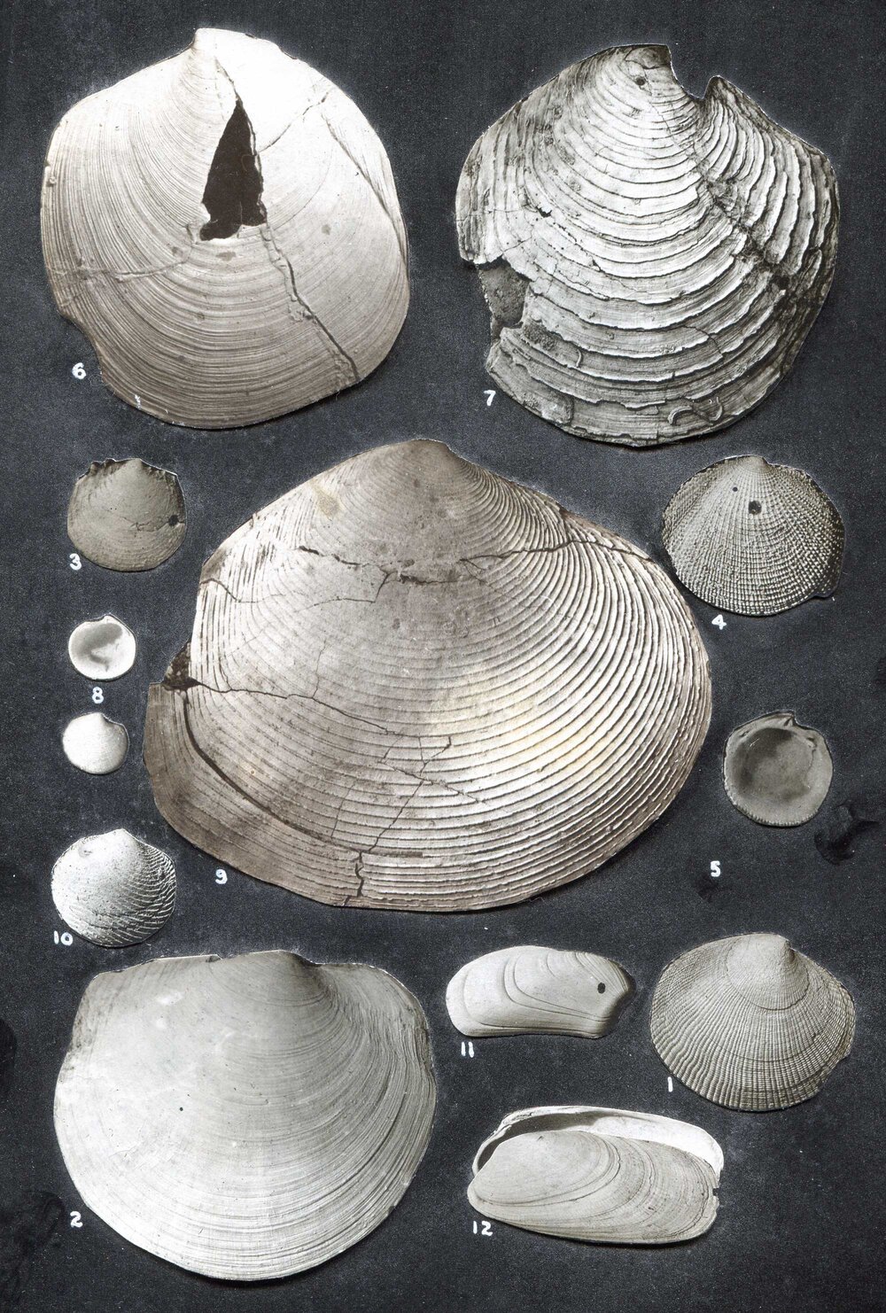 Plate 35 (bivalves) from Maury (1917)