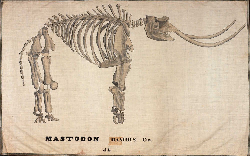 Mastodon