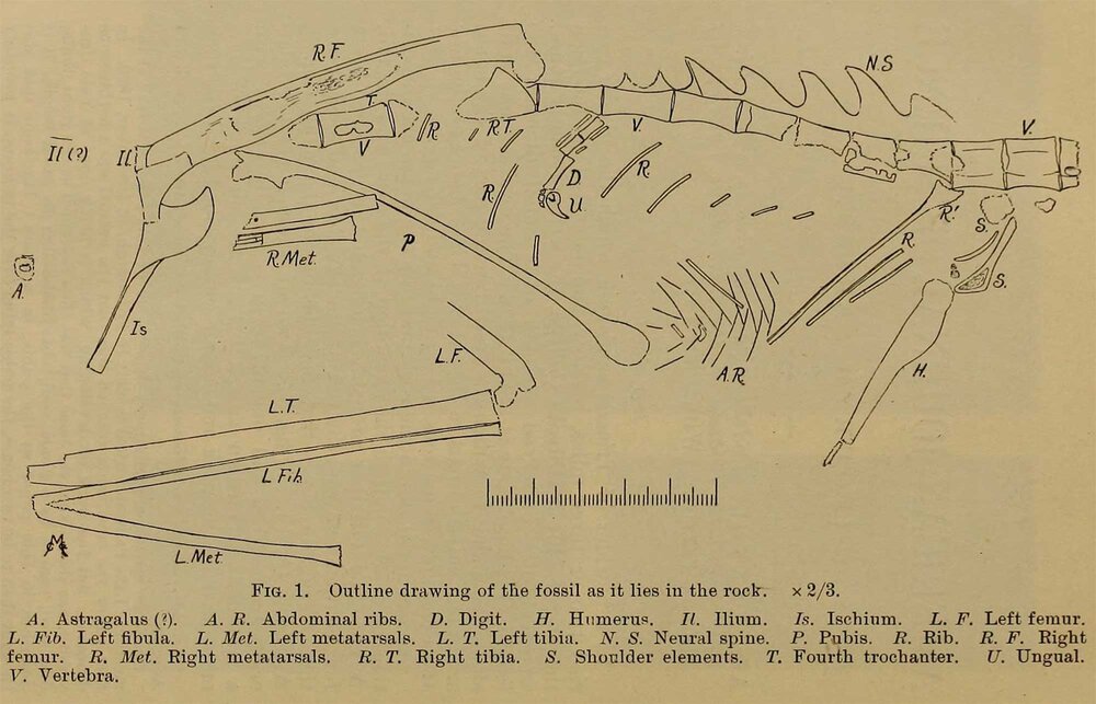 Drawing of Podokesaurus, 1911