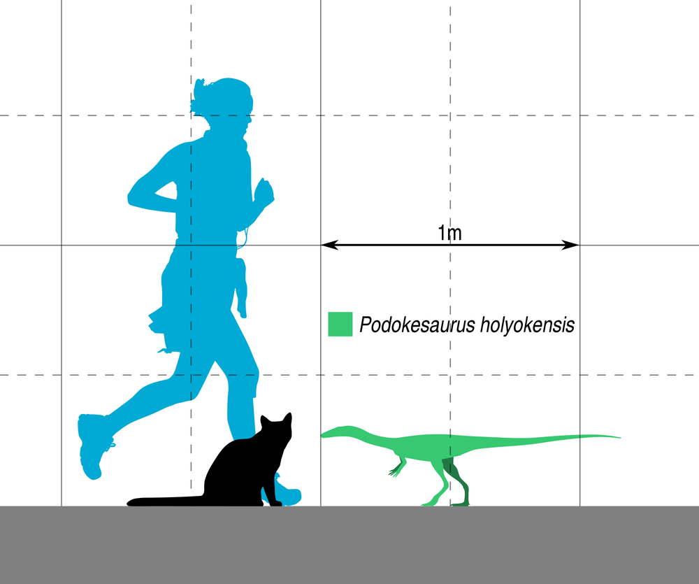 Size of Podokesaurus