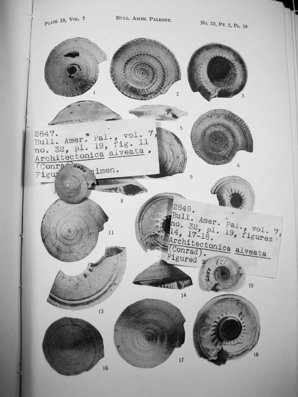 Specimens studied by Katherine, 1937