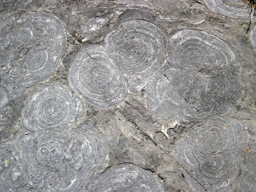 Cambrian fossil stromatolites