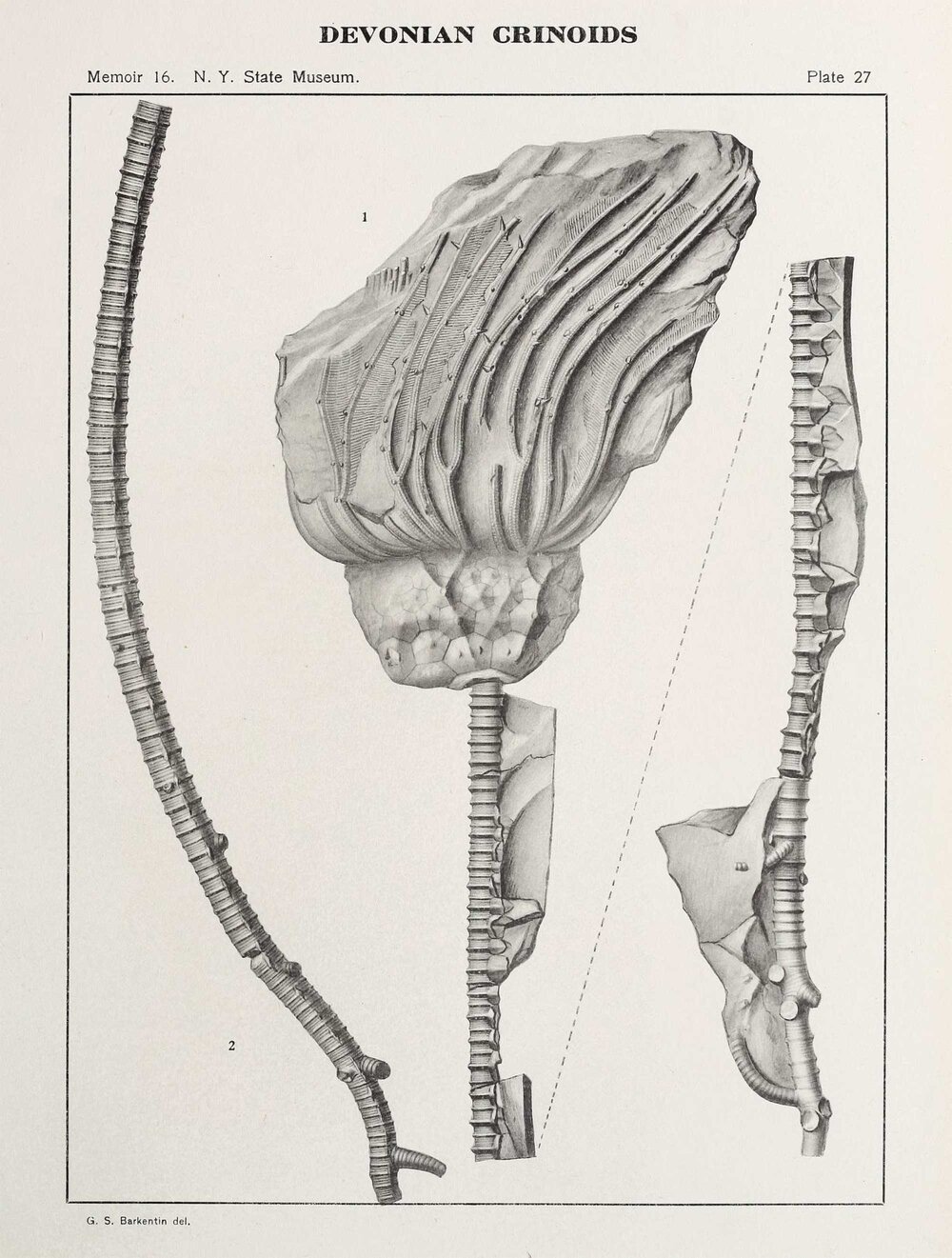 Devonian crinoid fossil